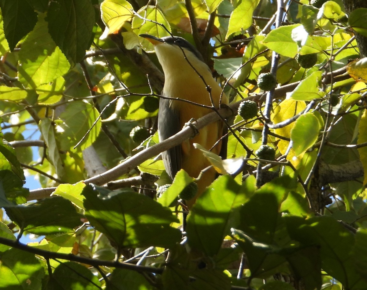 Mangrovekuckuck - ML614110768