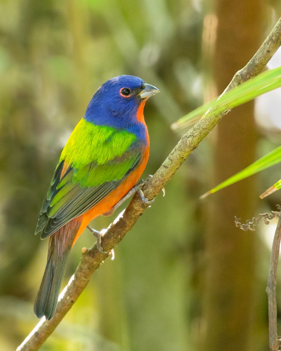 Painted Bunting - Mitch Walters