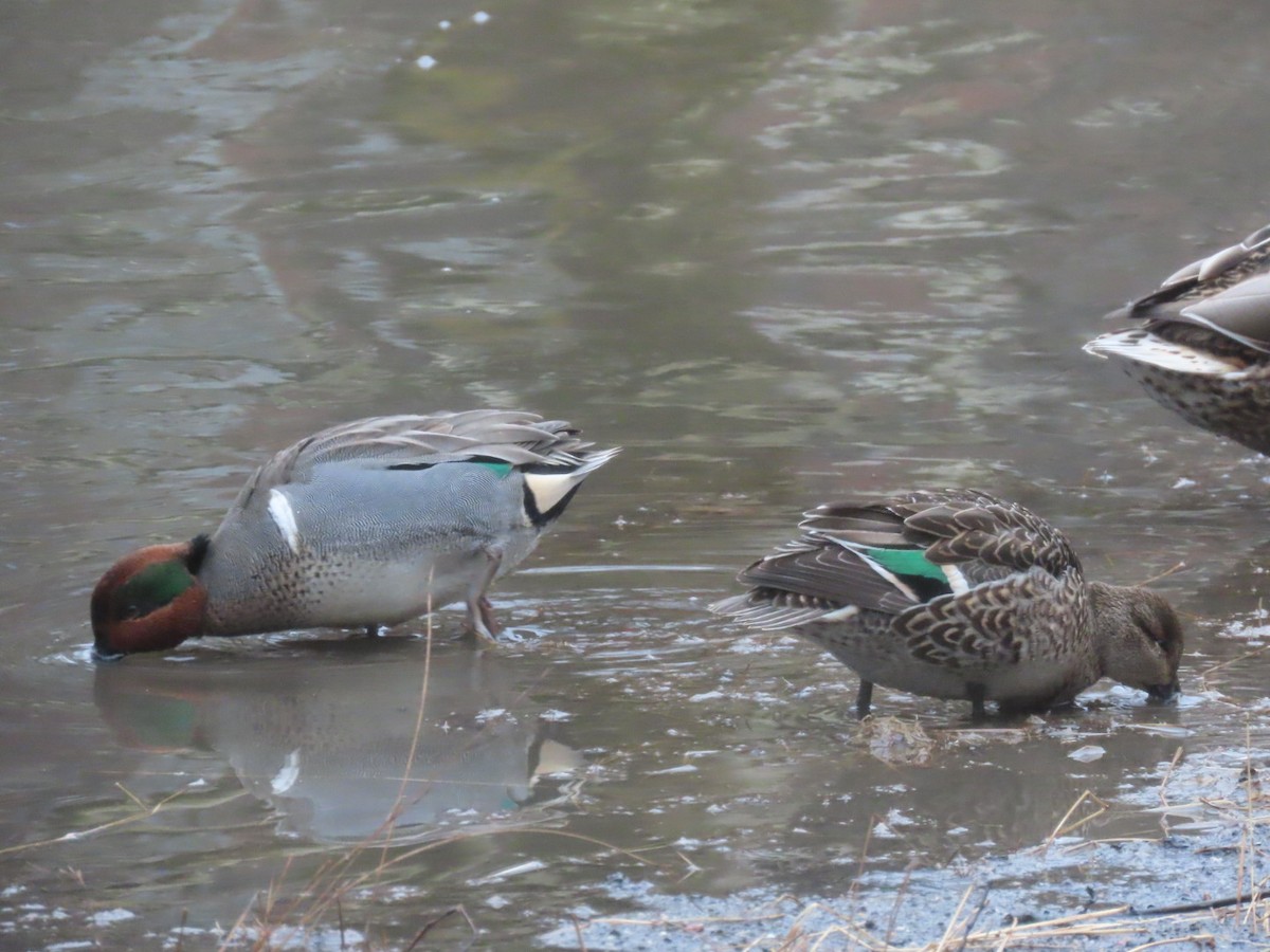 Green-winged Teal - ML614110829