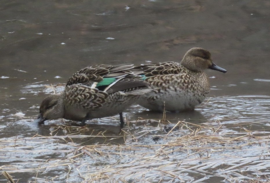 Green-winged Teal - ML614110830