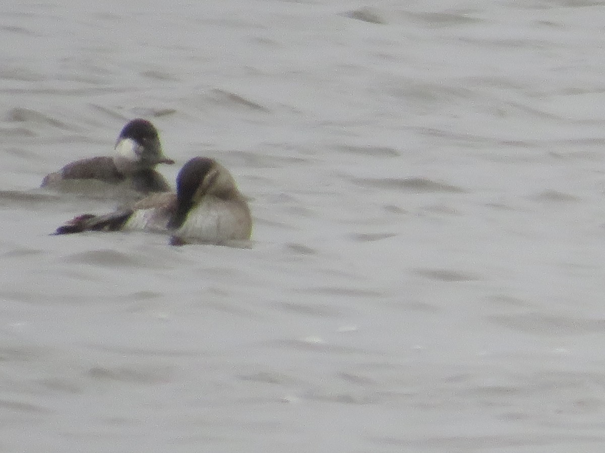 Ruddy Duck - Randy Fisher