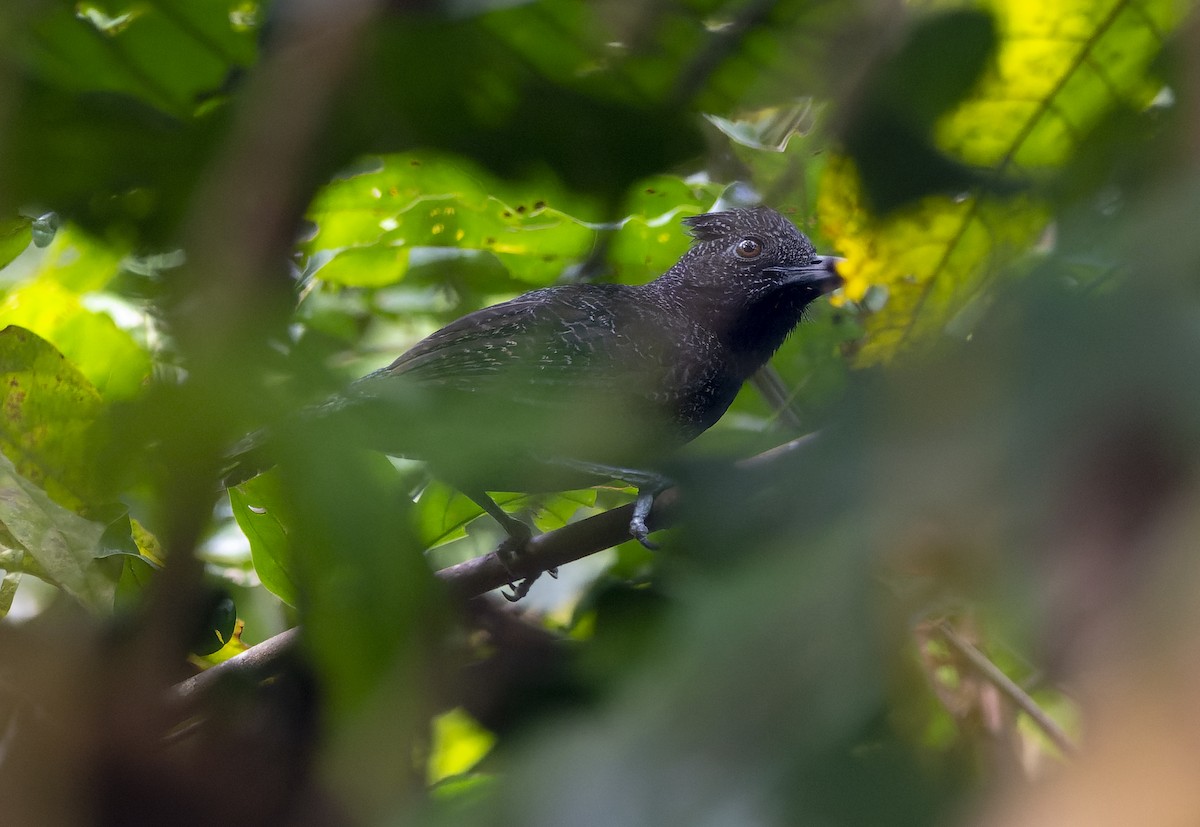 Fulvous Antshrike - David F. Belmonte