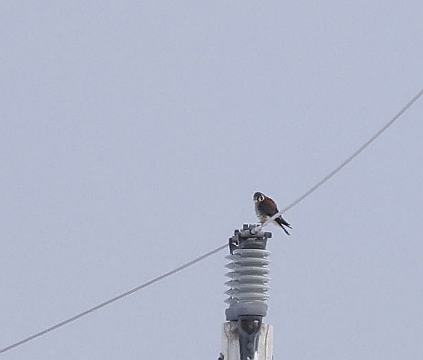 American Kestrel - ML614111100