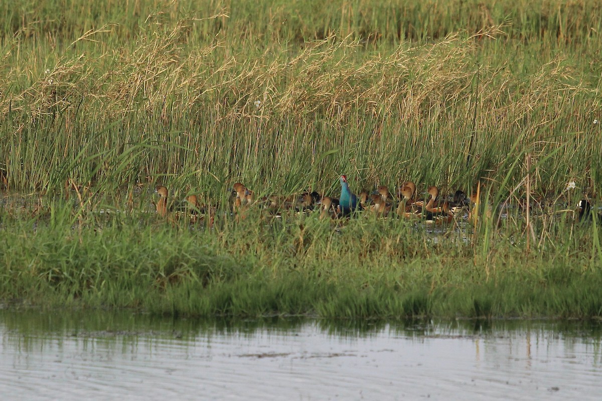 Fulvous Whistling-Duck - Will Johnson