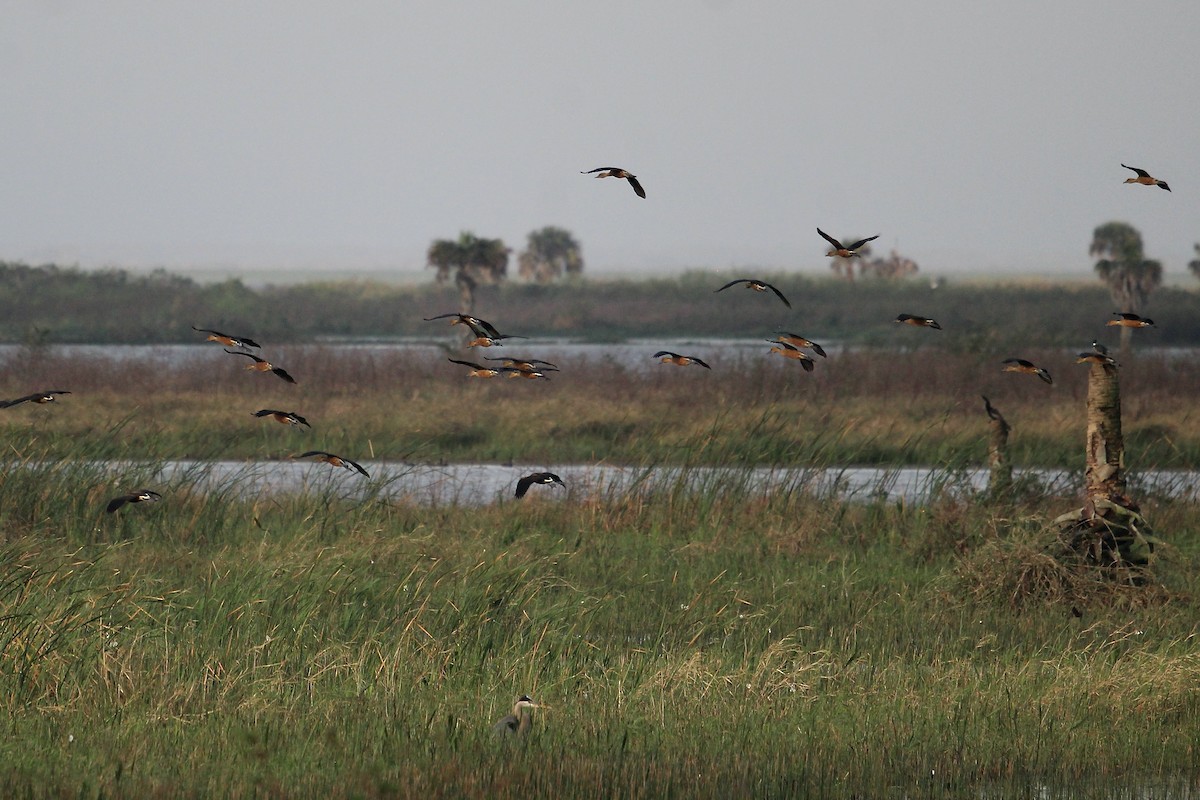 Fulvous Whistling-Duck - ML614111142