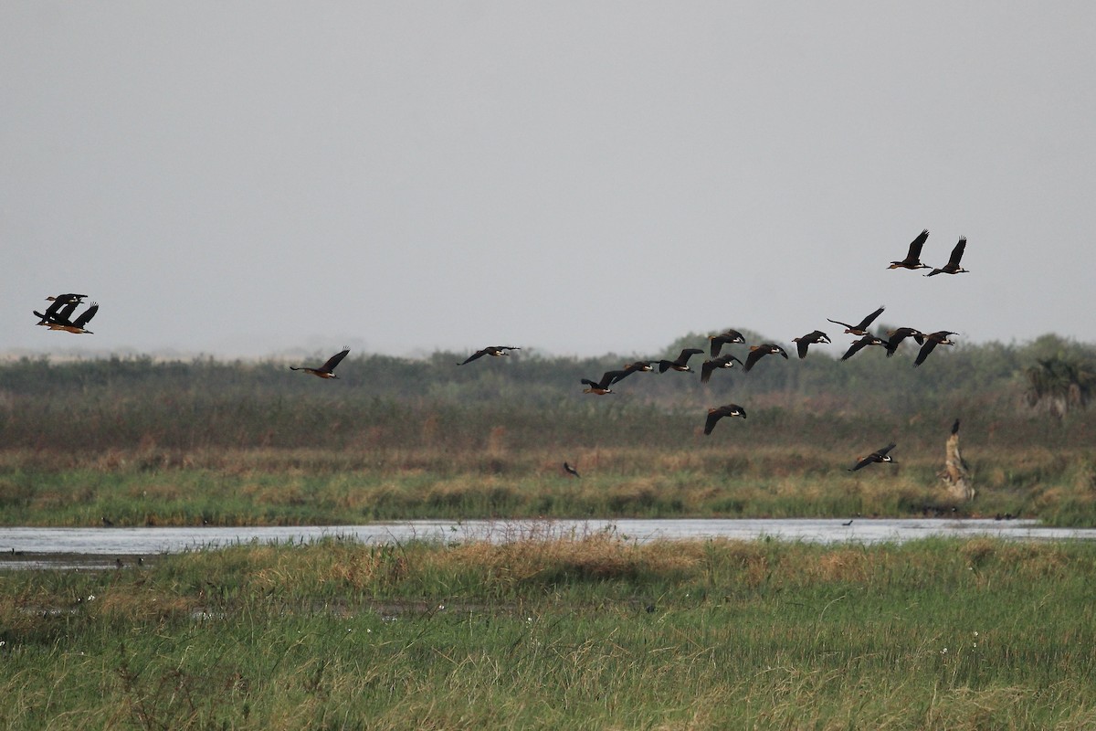 Fulvous Whistling-Duck - ML614111143