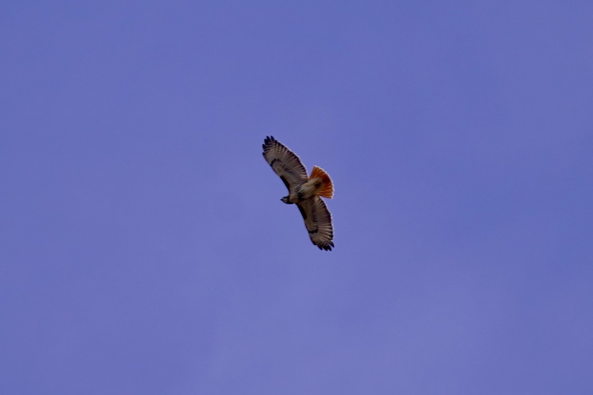 Red-tailed Hawk - Kyle Klotz