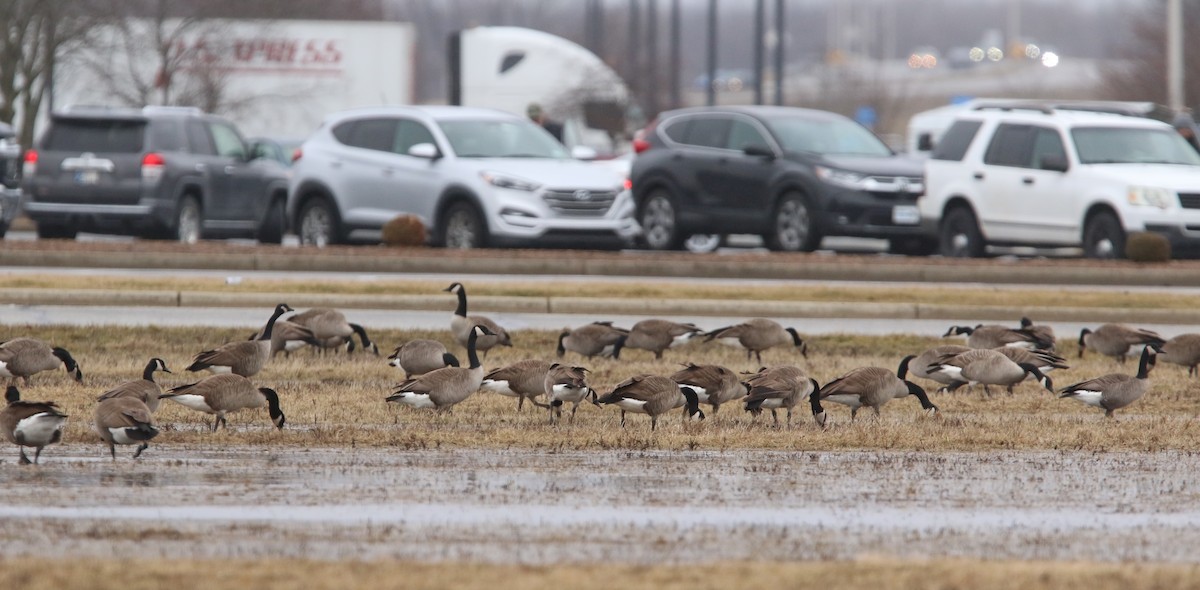 Canada Goose - ML614111264