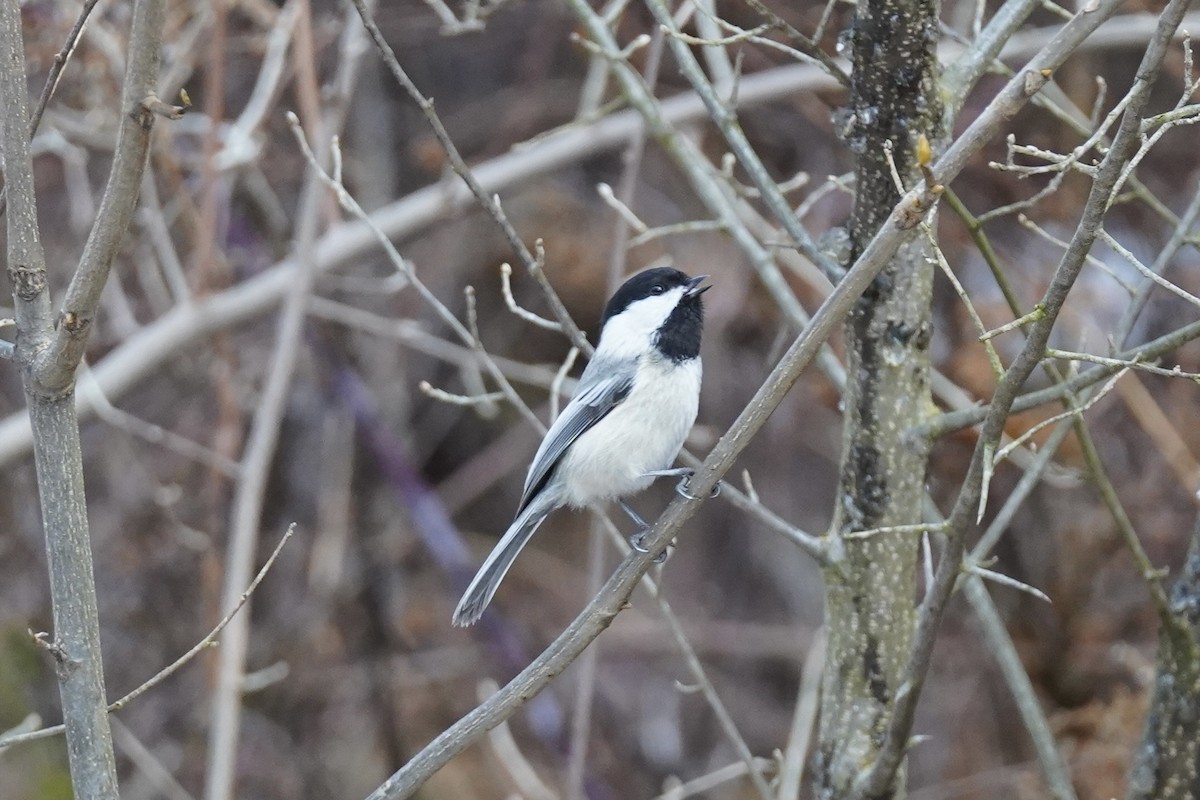 Black-capped Chickadee - ML614111267