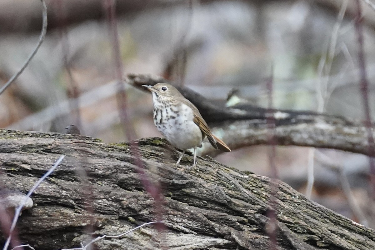 Hermit Thrush - ML614111281