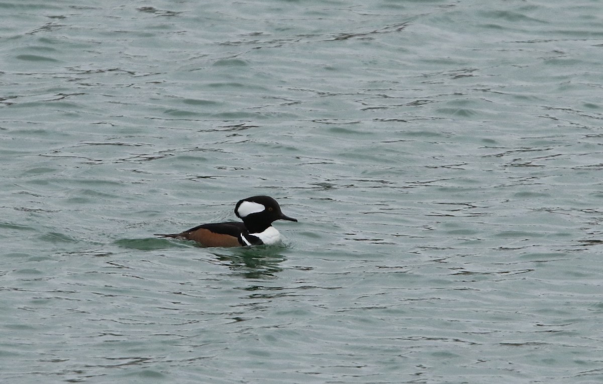 Hooded Merganser - Bence Kokay