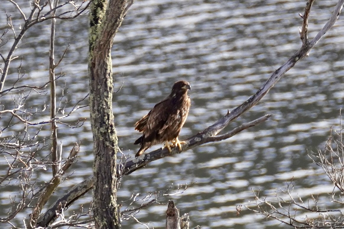 Bald Eagle - ML614111284