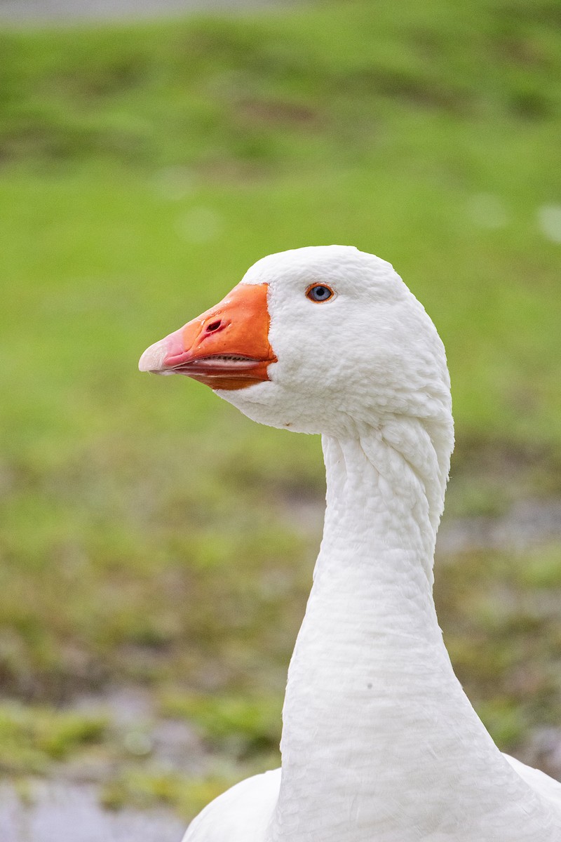 Graylag Goose (Domestic type) - ML614111301