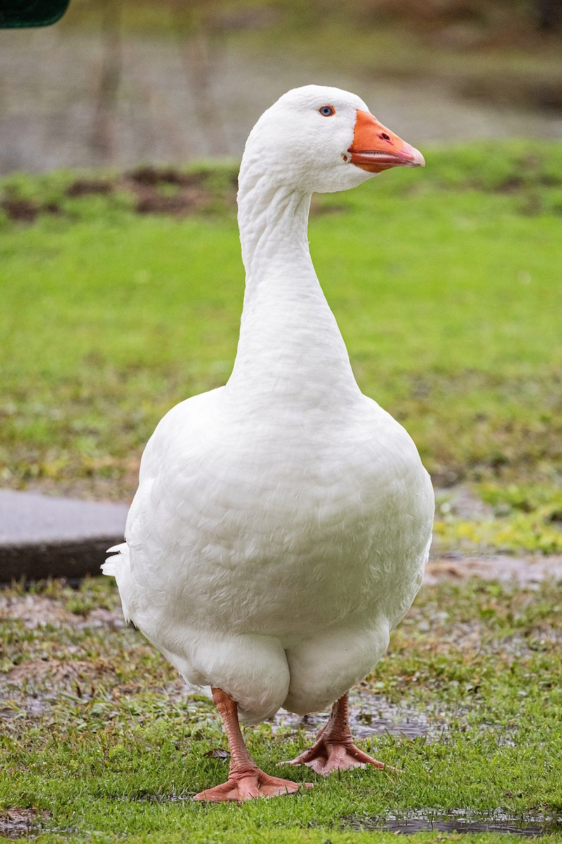 Graylag Goose (Domestic type) - ML614111302