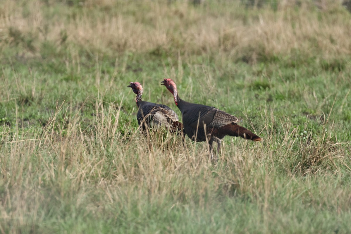 Wild Turkey - ML614111312