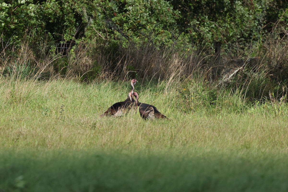 Wild Turkey - ML614111314