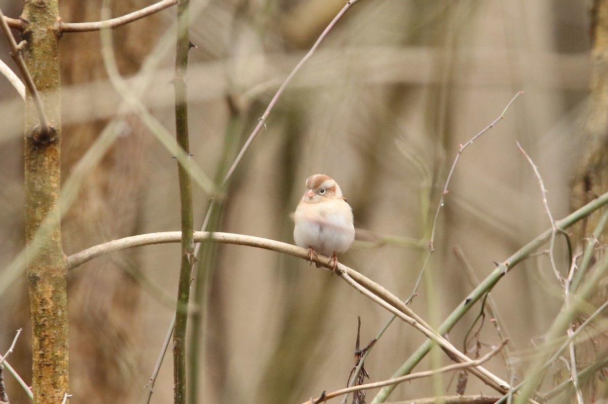 Field Sparrow - ML614111316