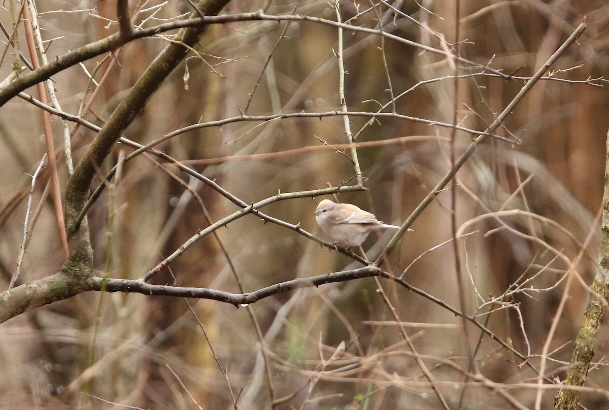 American Tree Sparrow - ML614111324