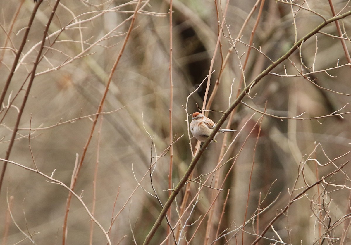 American Tree Sparrow - ML614111325