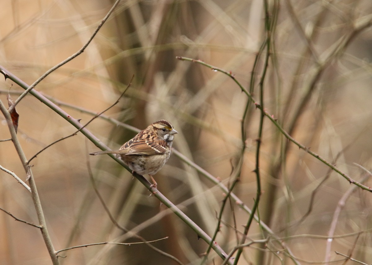 White-throated Sparrow - ML614111330