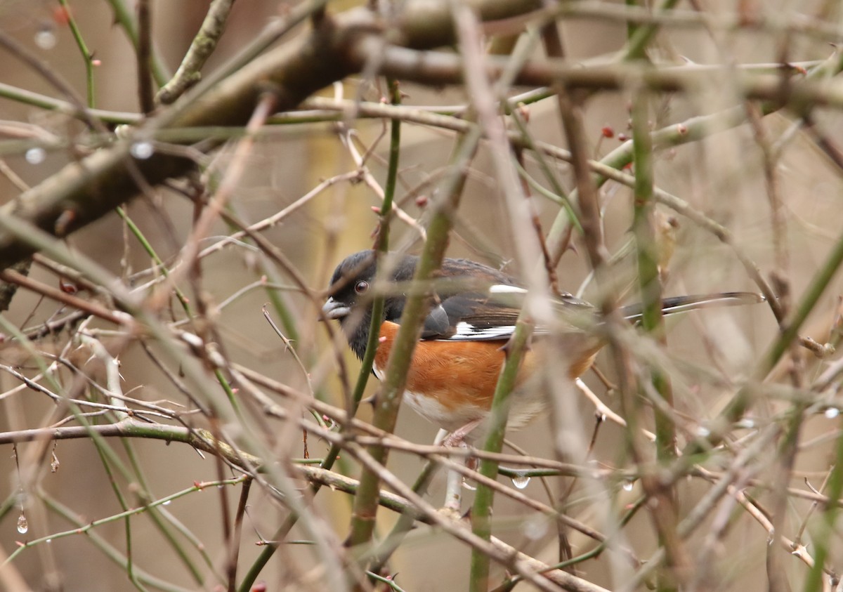 Eastern Towhee - ML614111348