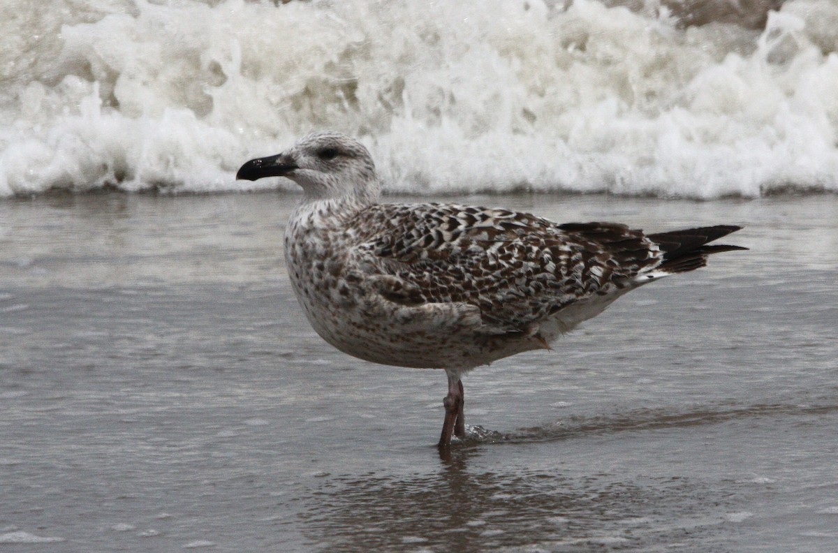 Great Black-backed Gull - ML614111373