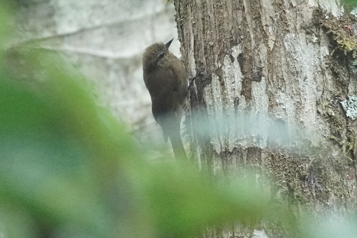 Wedge-billed Woodcreeper - ML614111560