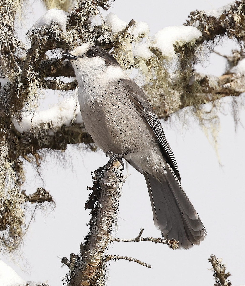 Canada Jay - Charles Fitzpatrick