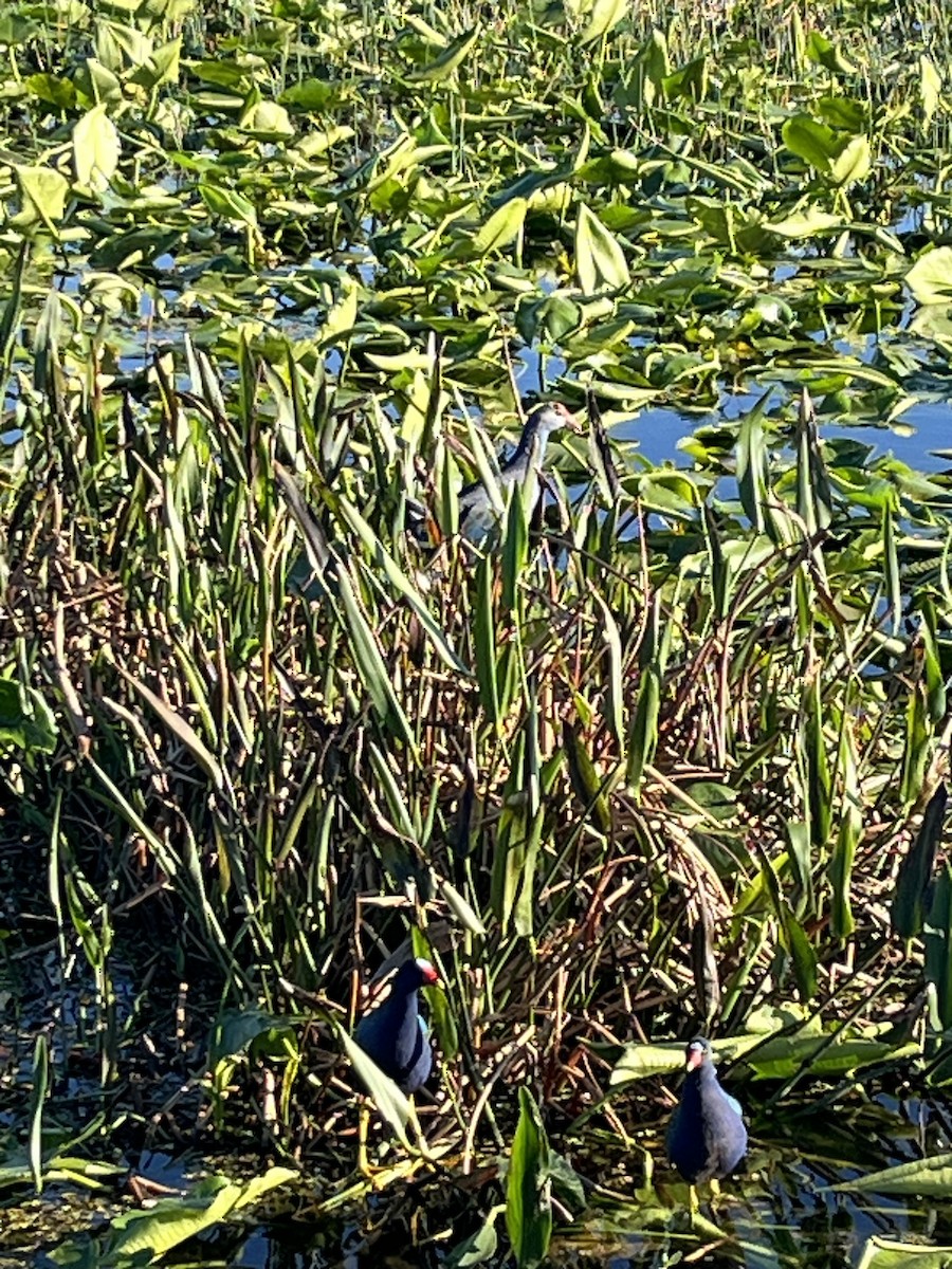 Gray-headed Swamphen - Chris Dawson