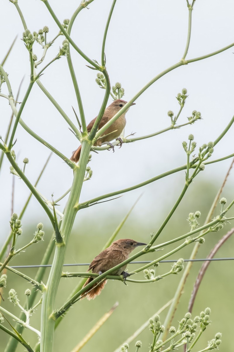 Freckle-breasted Thornbird - ML614111637