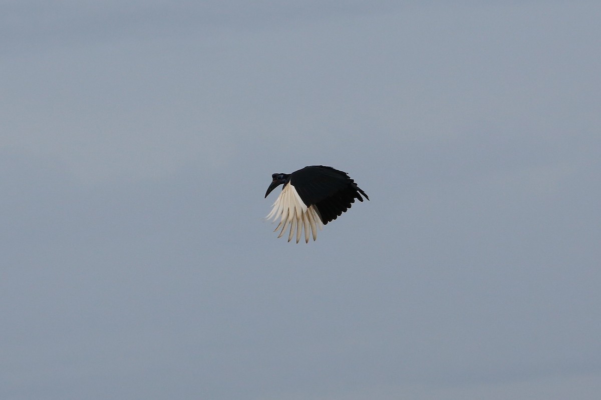 Abyssinian Ground-Hornbill - ML614111714