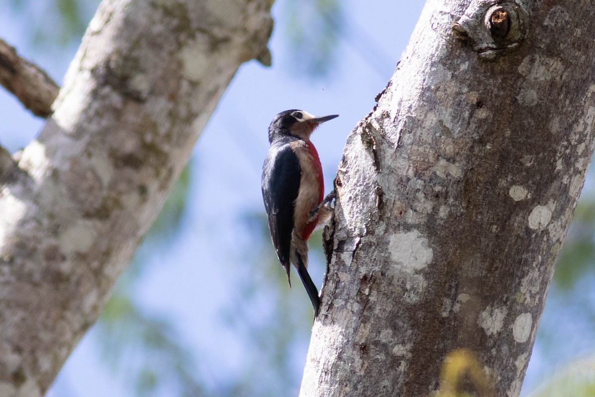 Puerto Rican Woodpecker - ML614111725