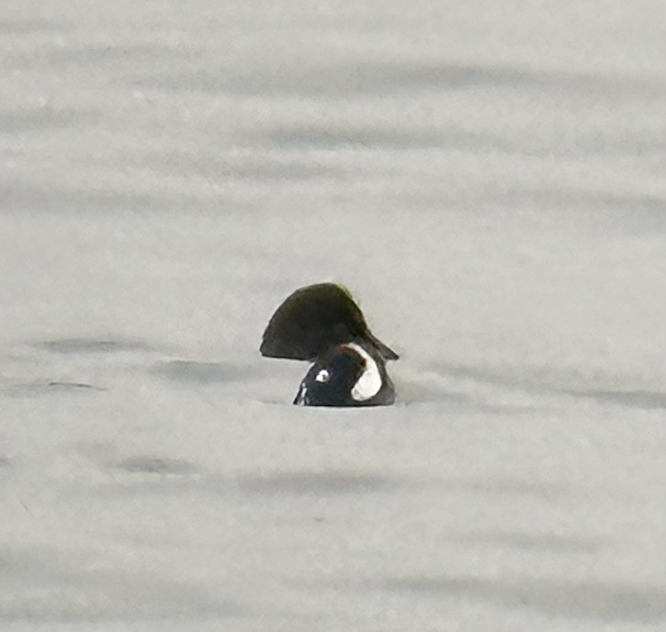 Harlequin Duck - ML614111729