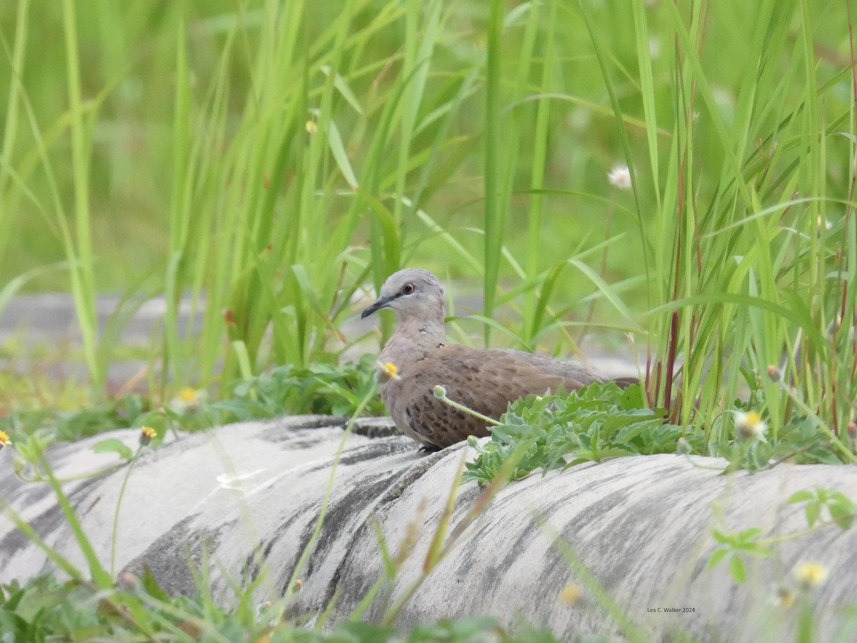 珠頸斑鳩 - ML614111743