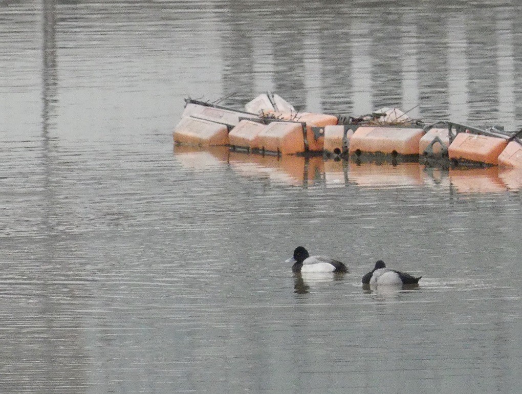 Lesser Scaup - ML614111748