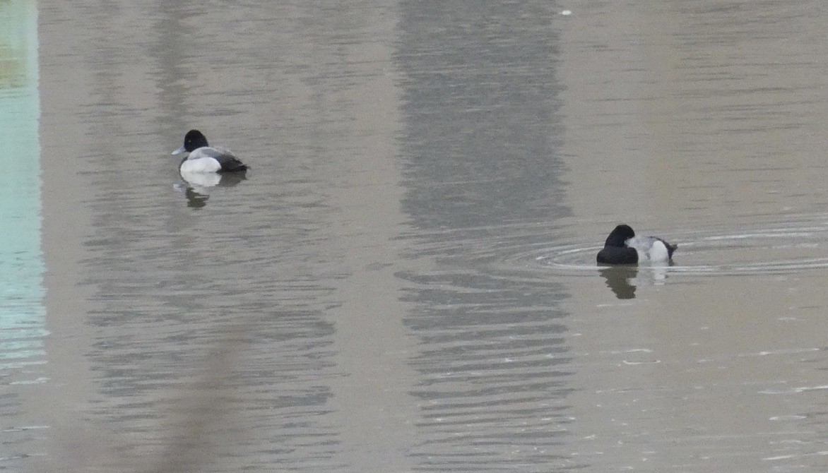 Lesser Scaup - ML614111768