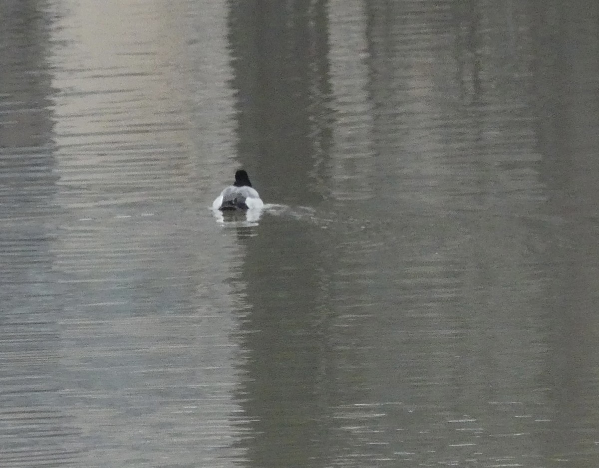 Lesser Scaup - Al Cadesky