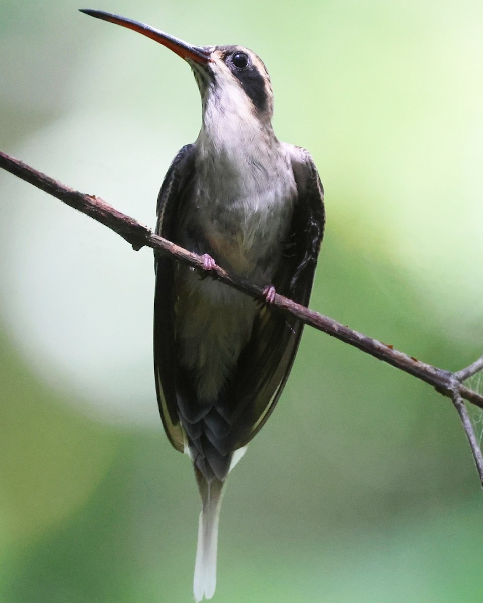 Pale-bellied Hermit - ML614111796