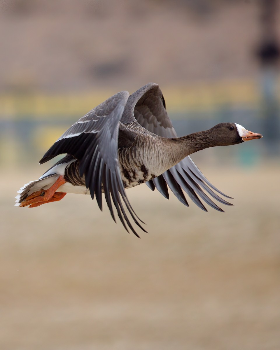 Greater White-fronted Goose - ML614111812