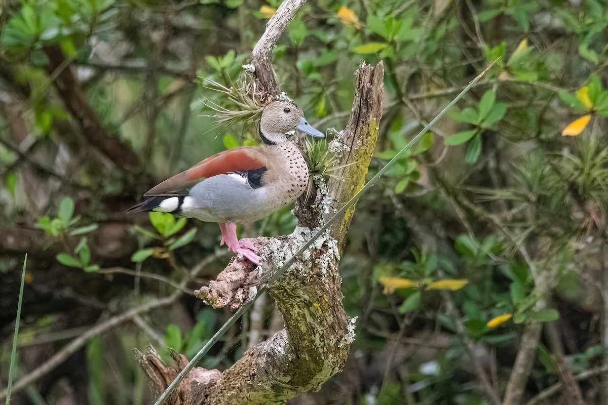 Ringed Teal - ML614111826