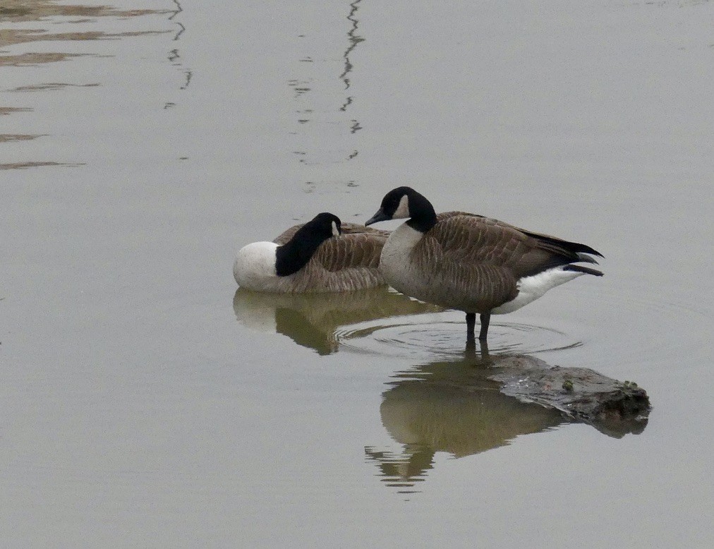 Canada Goose - ML614111895