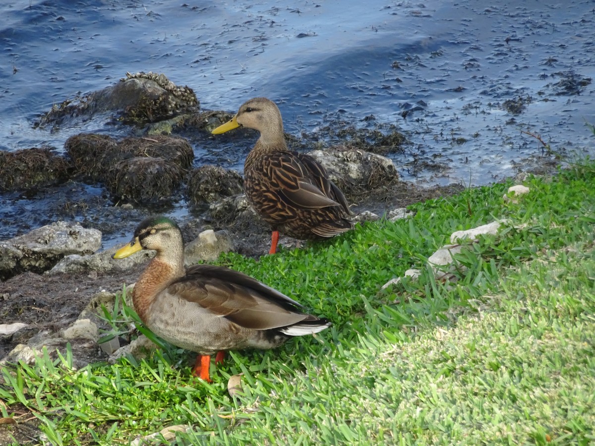 Canard colvert - ML614111956