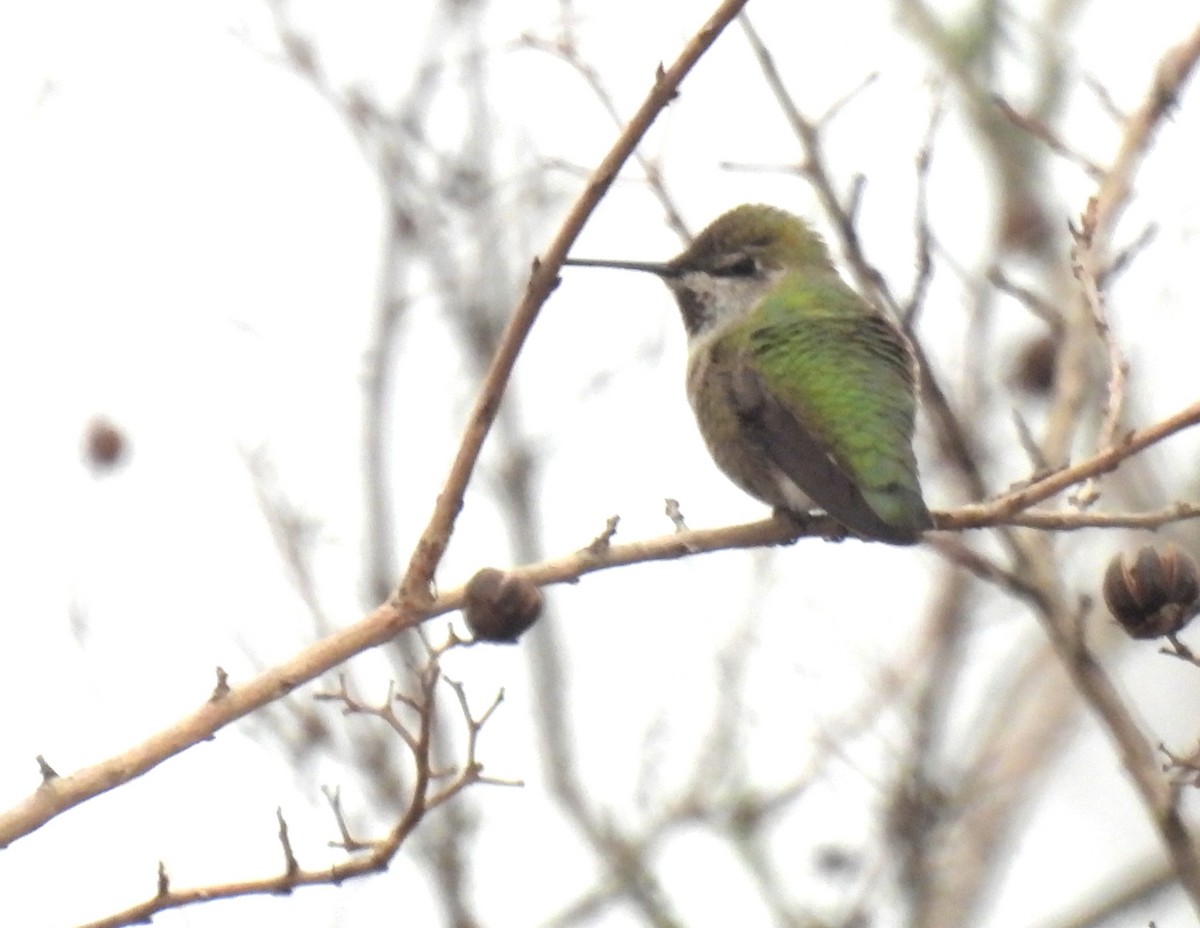 Anna's Hummingbird - ML614112013