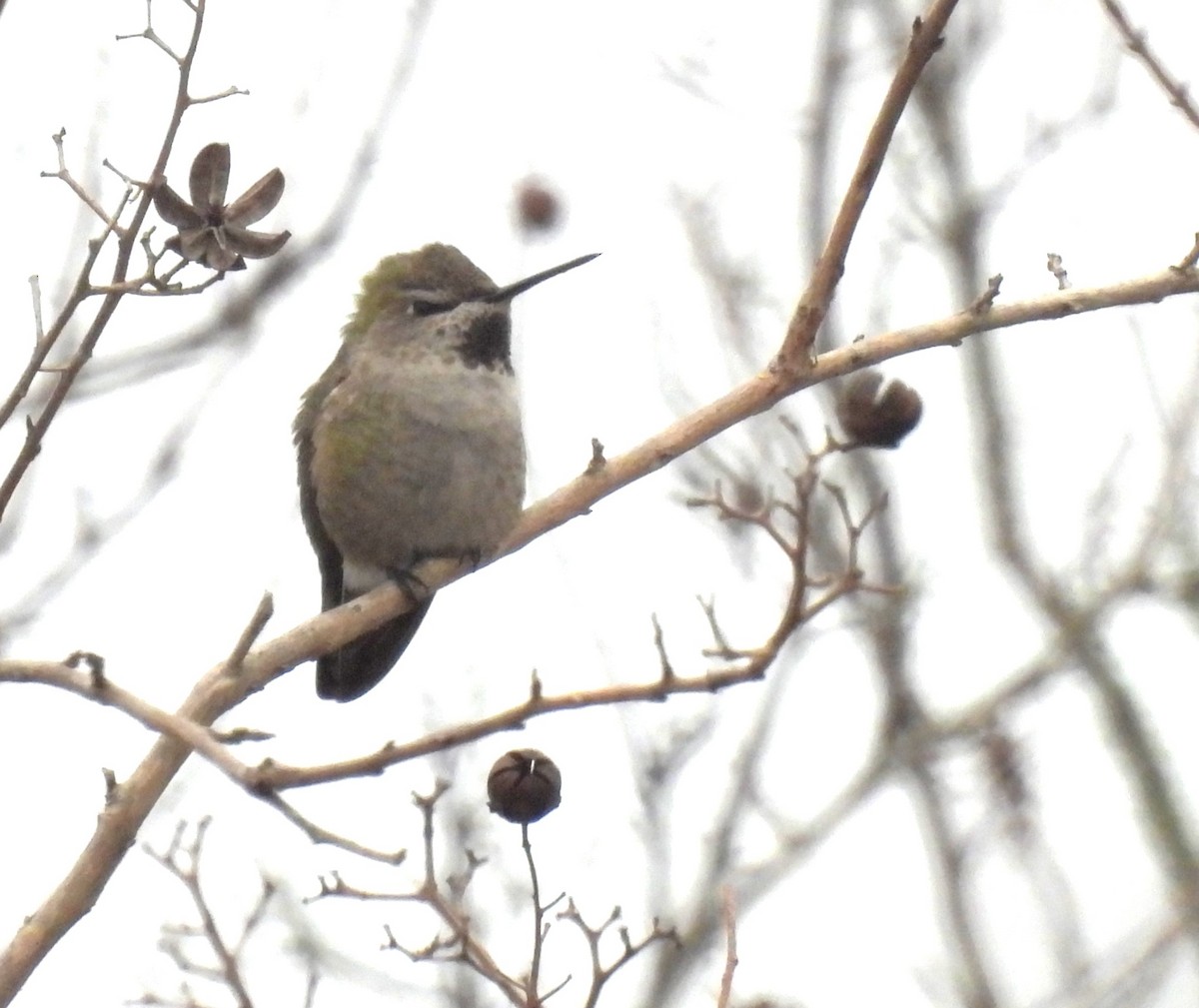 Anna's Hummingbird - ML614112014