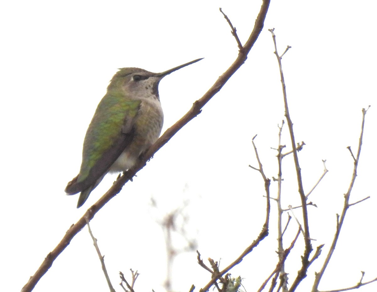 Anna's Hummingbird - ML614112016