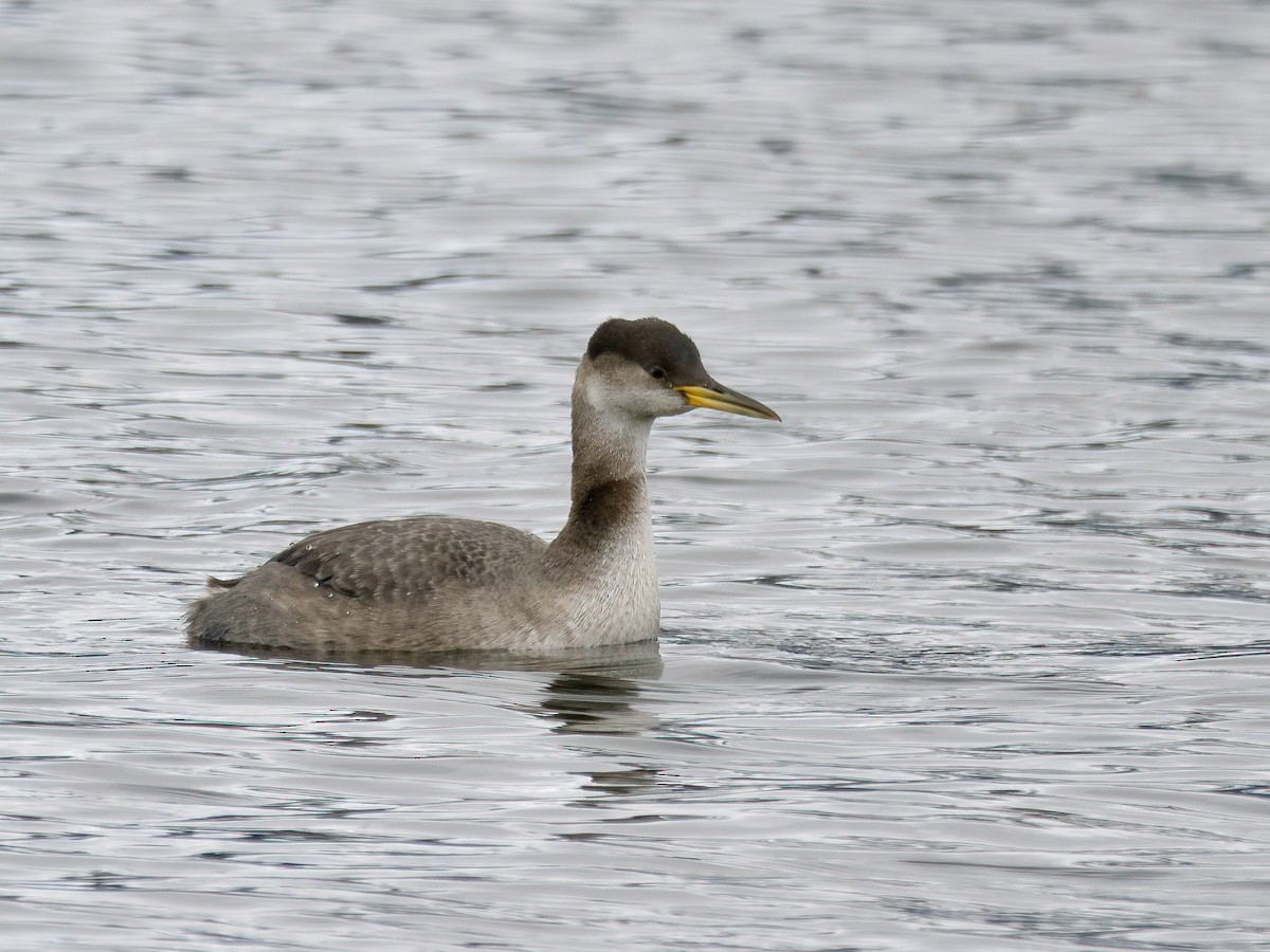 Red-necked Grebe - ML614112040