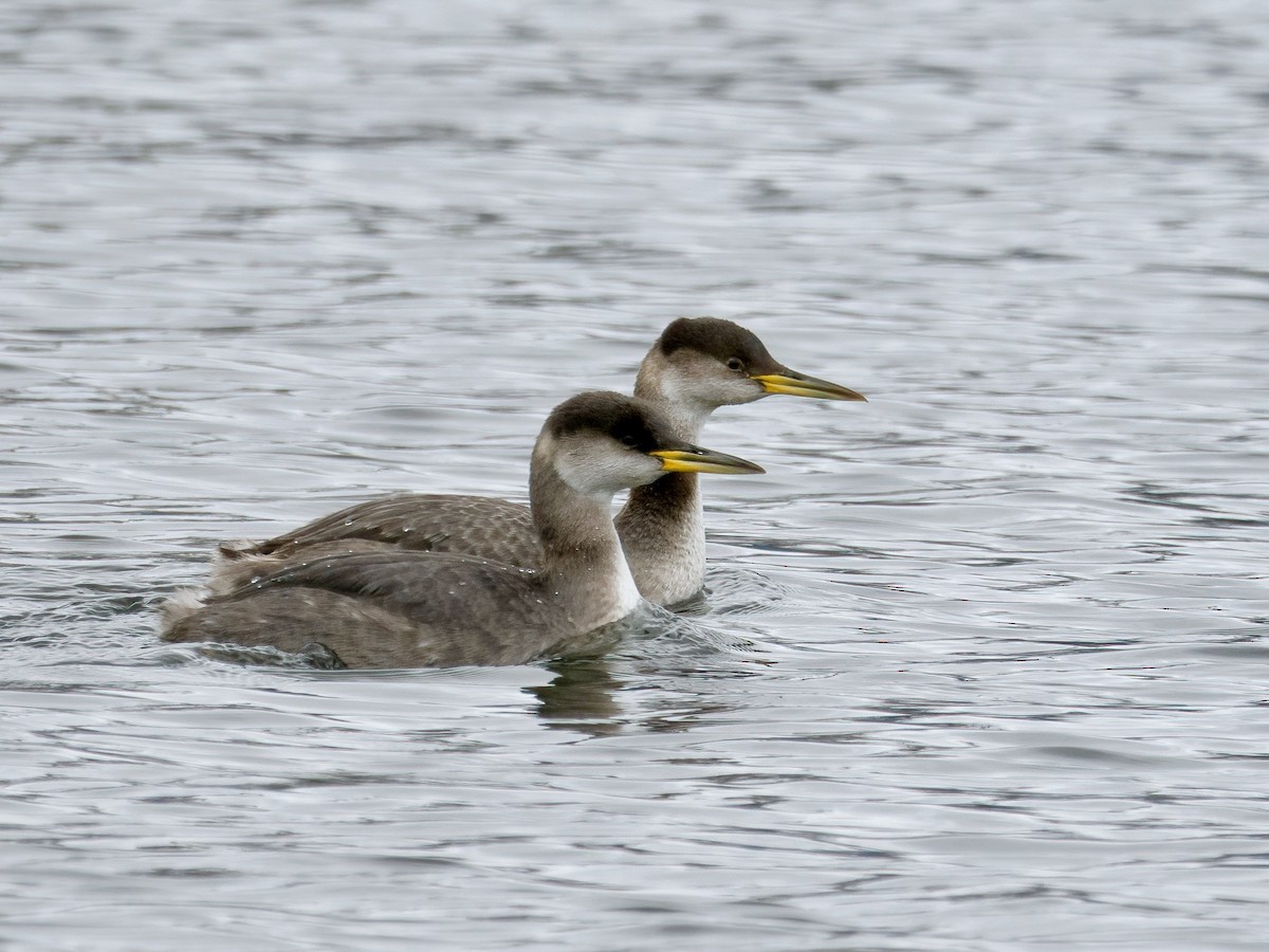 Red-necked Grebe - ML614112041
