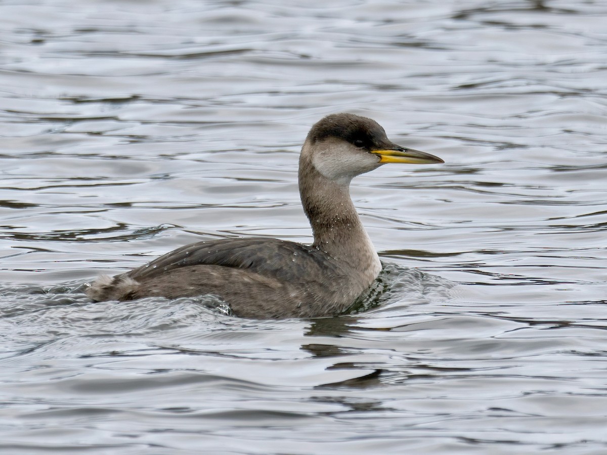 Red-necked Grebe - ML614112042