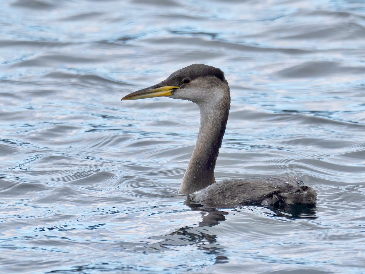 Red-necked Grebe - ML614112043