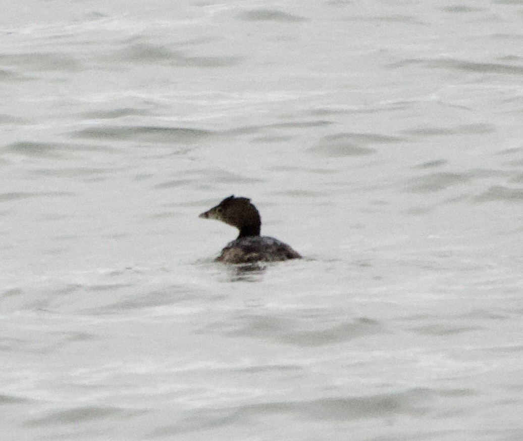 Pied-billed Grebe - ML614112104